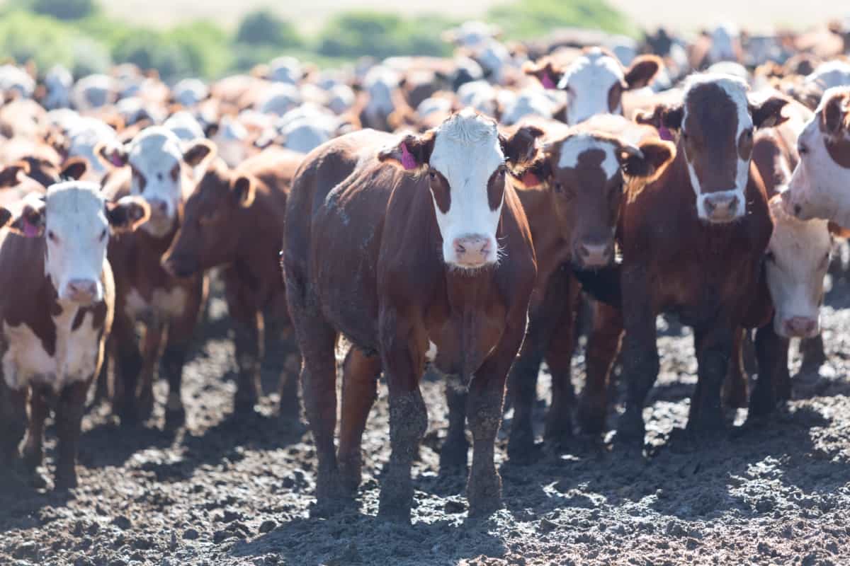 Group of Cows 