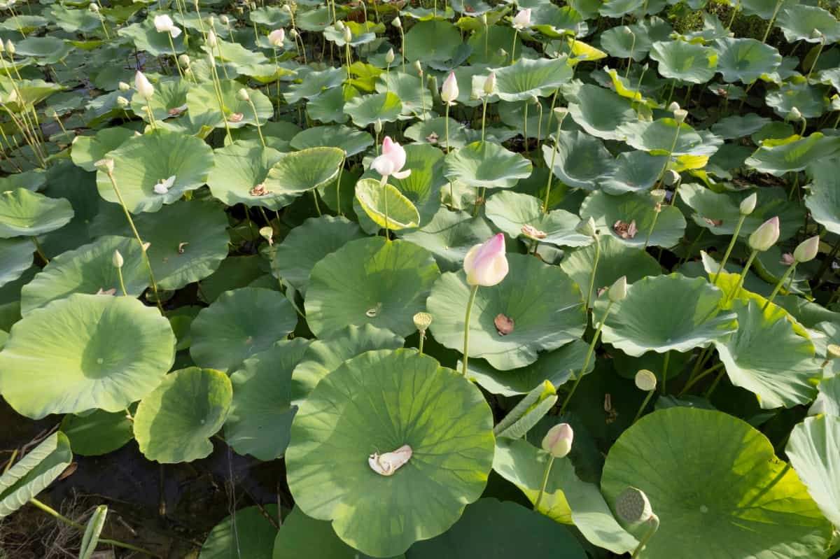 Lotus Cultivation Boom for Farmers