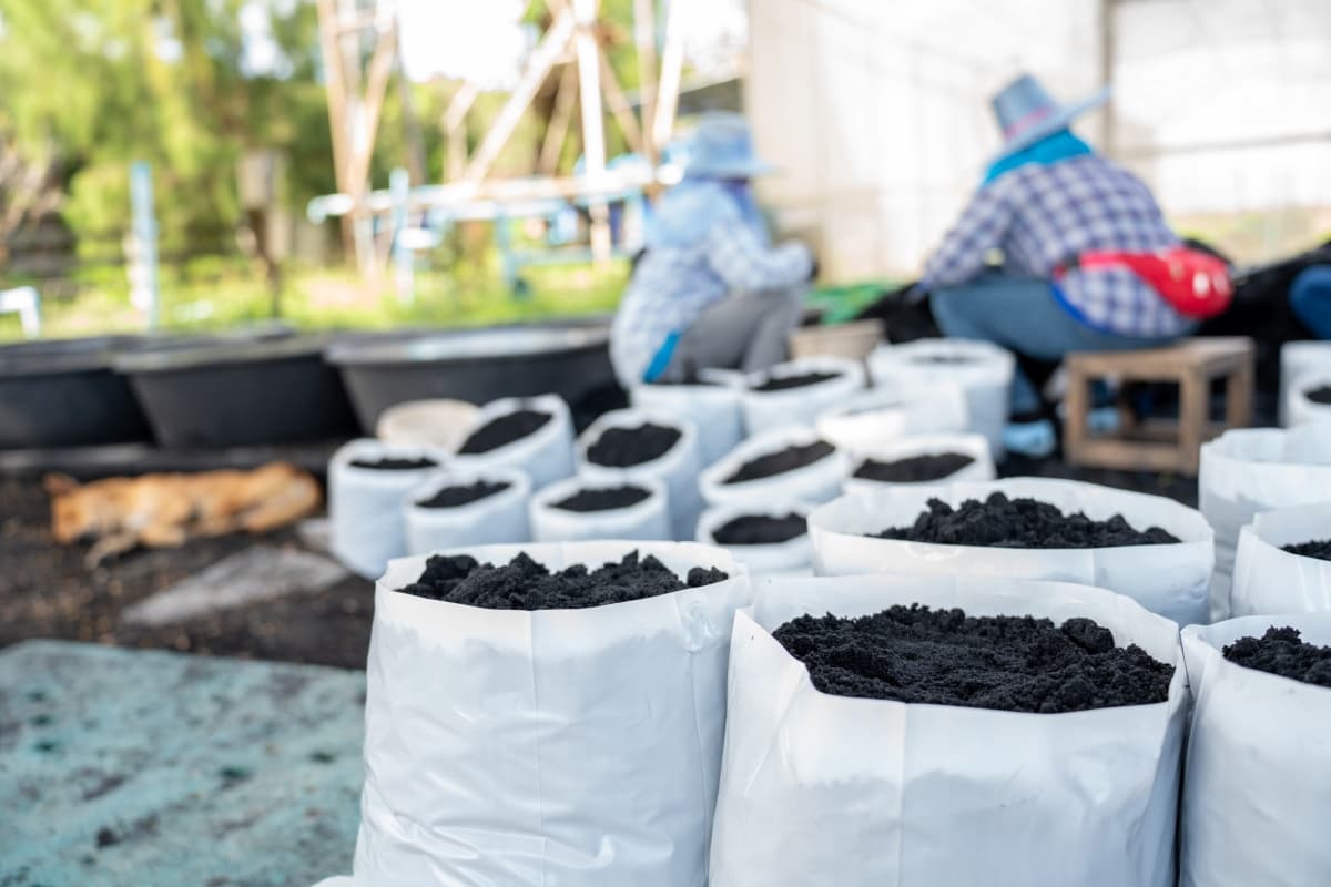Planting Turmeric in Grow Bags