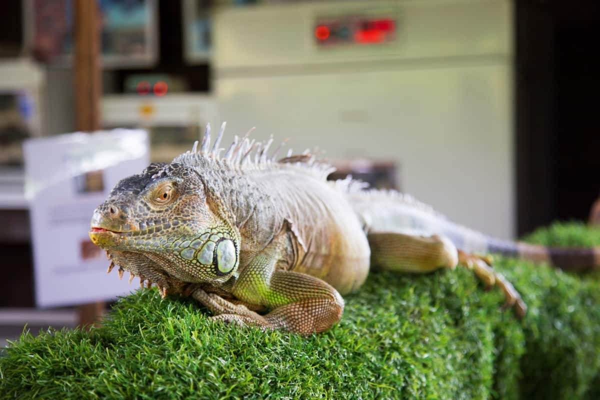 Proven Methods to Keep Iguanas Out of Your Garden
