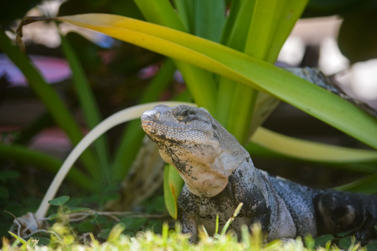 Iguana in Garden