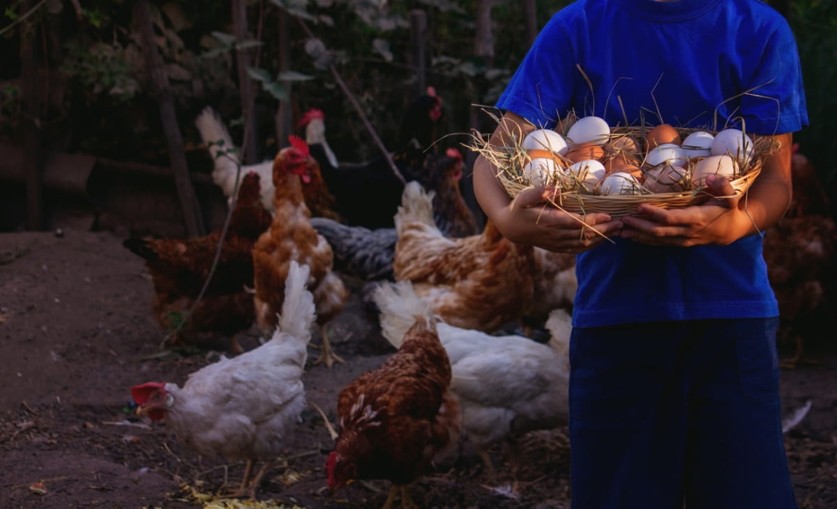 Top 10 Reasons Your Chickens Aren't Laying Eggs
