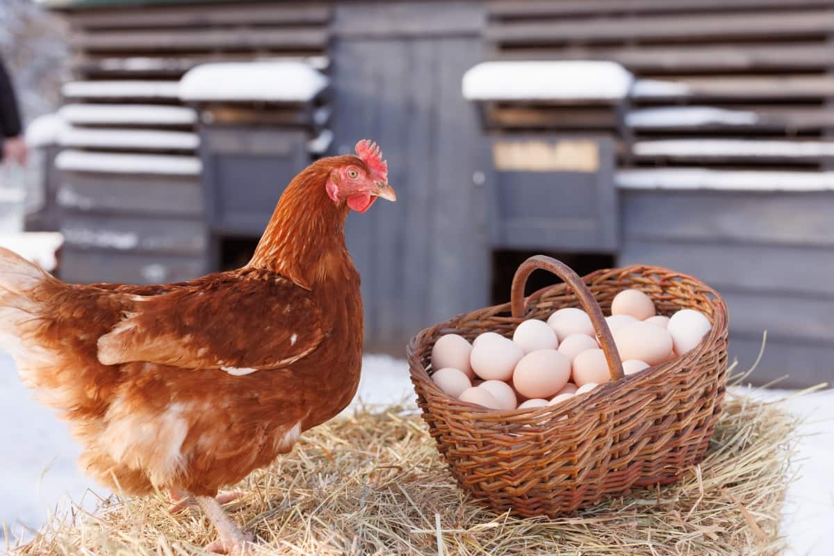 Basket with Chicken Eggs