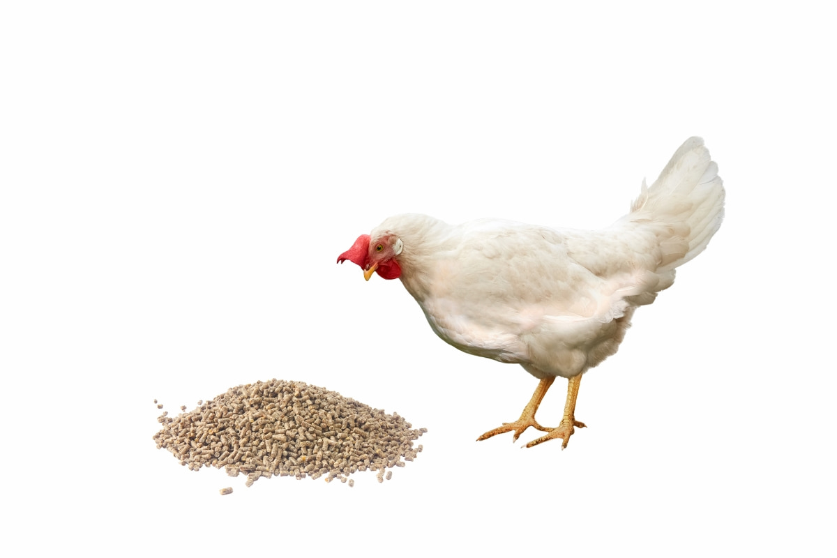 Top 10 Tips to Save on Chicken Feed
