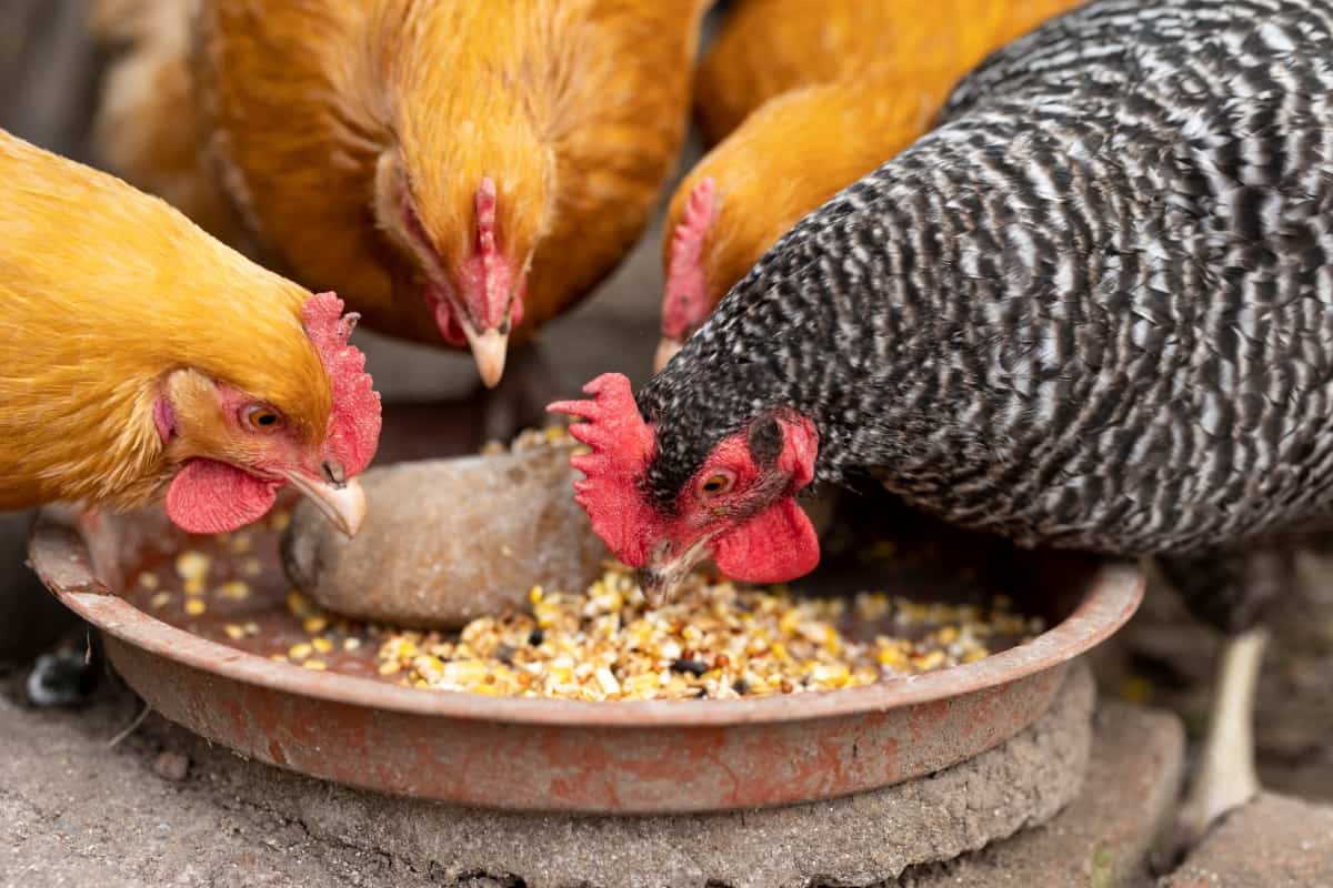 Group of Chicken Eating Food 