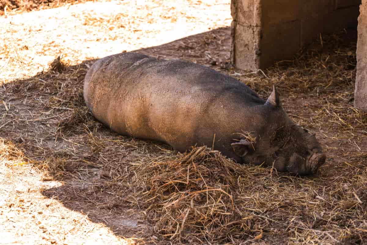 Vietnamese Pot Bellied Pig Lying